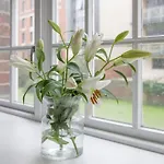 Apartment Chocolets - The Foss York